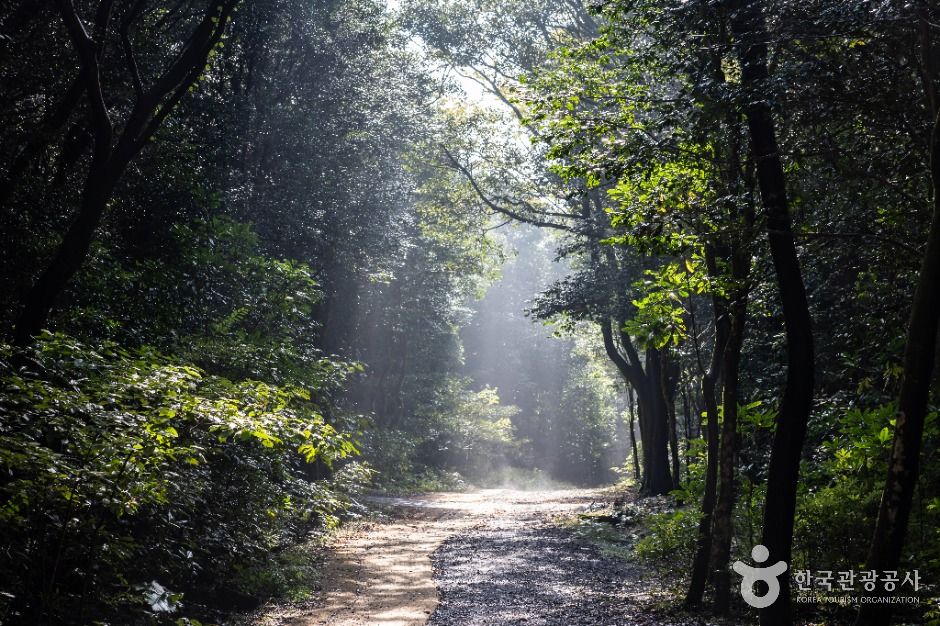 Seogwipo Healing Forest (서귀포 치유의 숲)