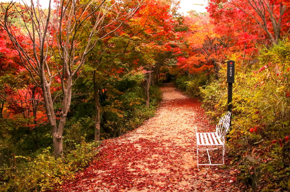 Seohuri Forest (서후리숲)