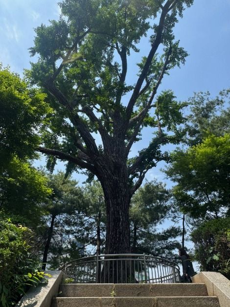 Ginkgo Tree at the Fortress Well Site (성주우물터 은행나무)