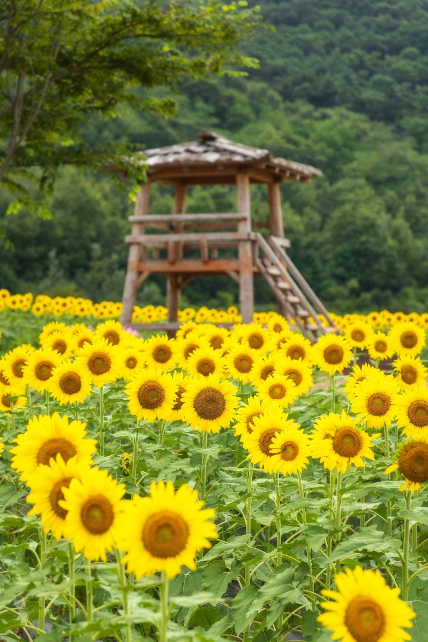 난정리 해바라기마을 정원