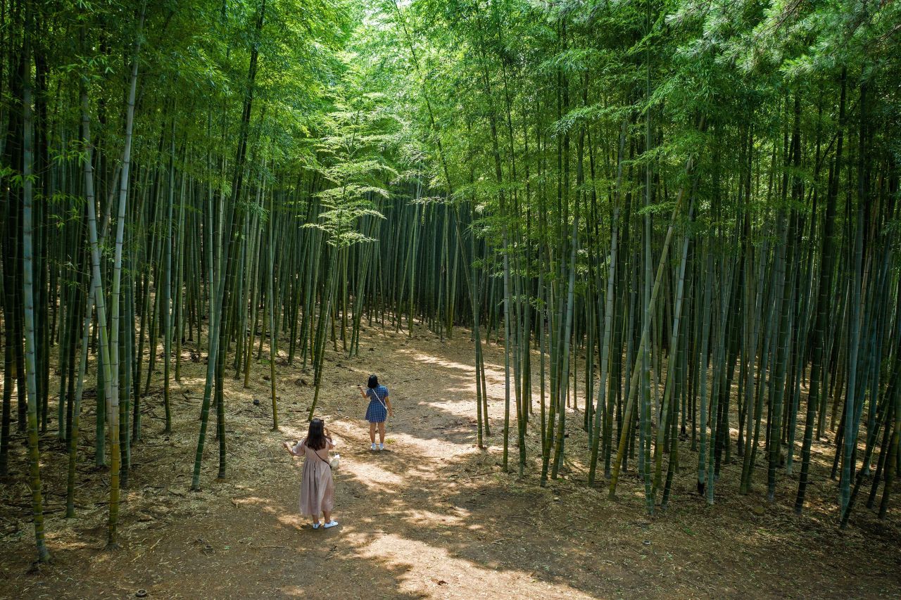 아홉산숲 (2019)