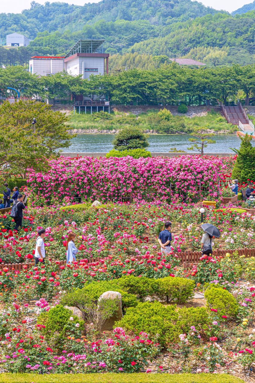 삼척 장미공원