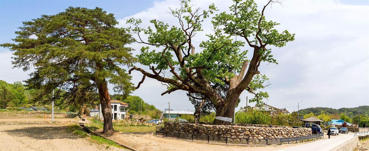 삼척 궁촌리 음나무