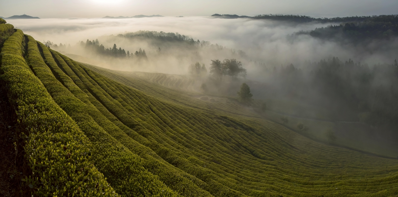 神仙의 茶園