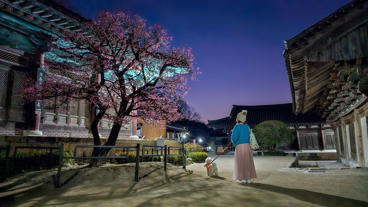 통도사의 봄