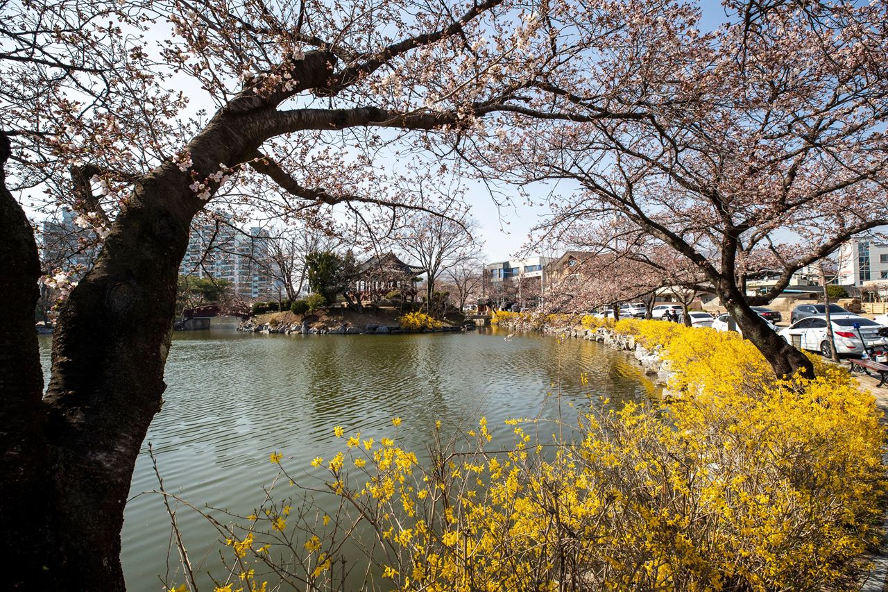 김천 연화지