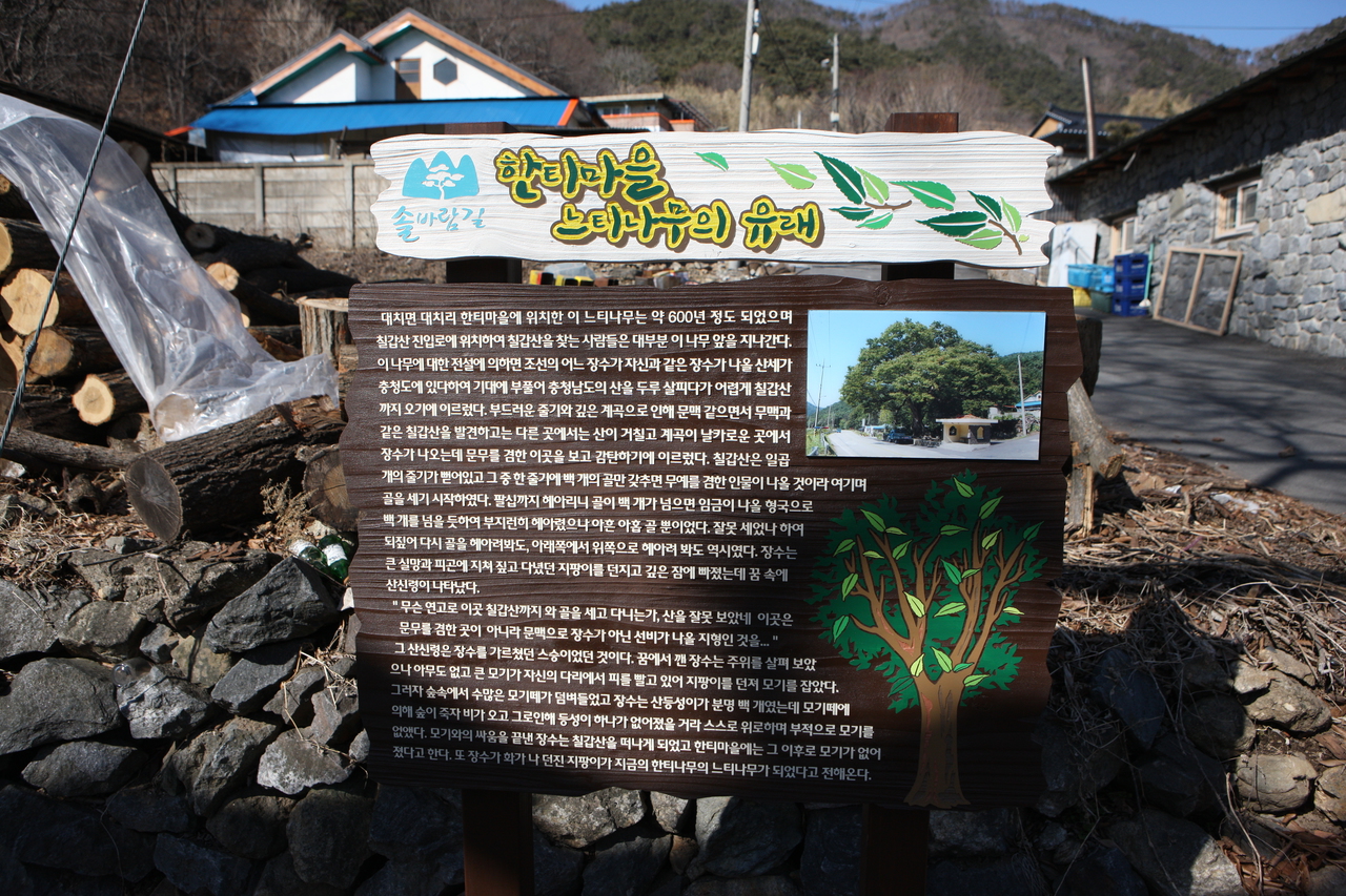 한티마을느티나무
