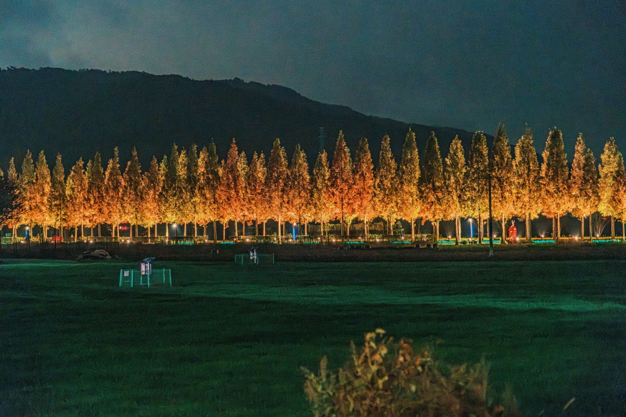 덕산 메타세쿼이아길
