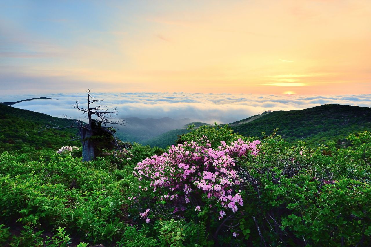 함백산의 여명