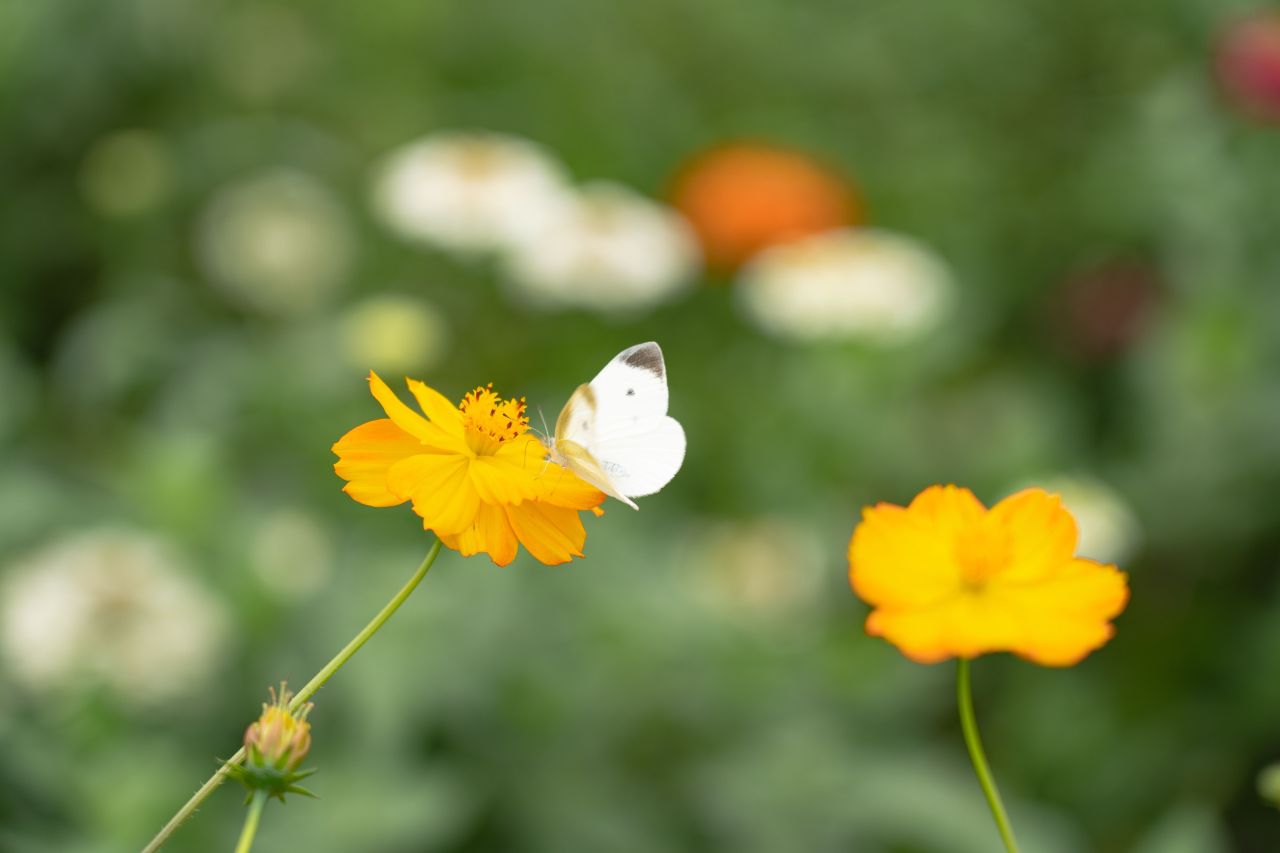 용수골가을꽃축제