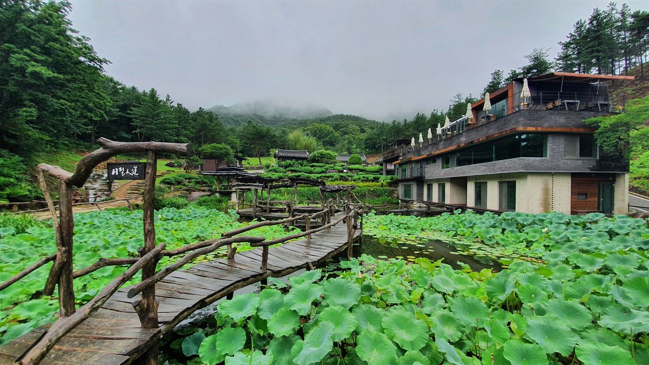수선사를 품은 연잎