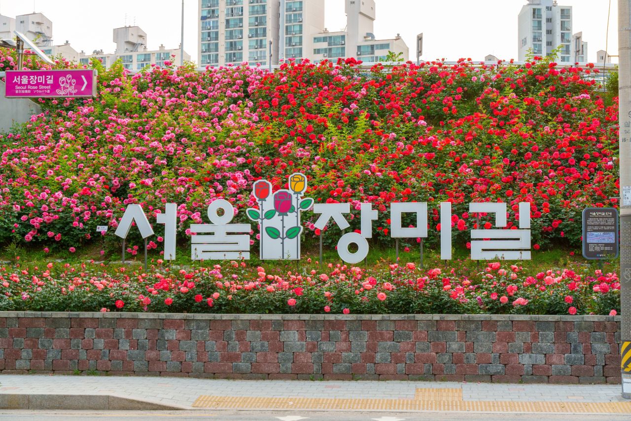2025 서울장미축제