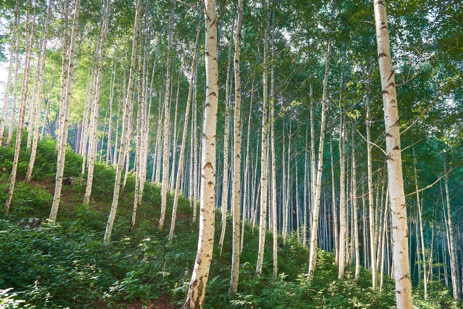 Wondae-ri Birch Forest (Whispering Birch Forest) (원대리 자작나무 숲(속삭이는 자작나무 숲))