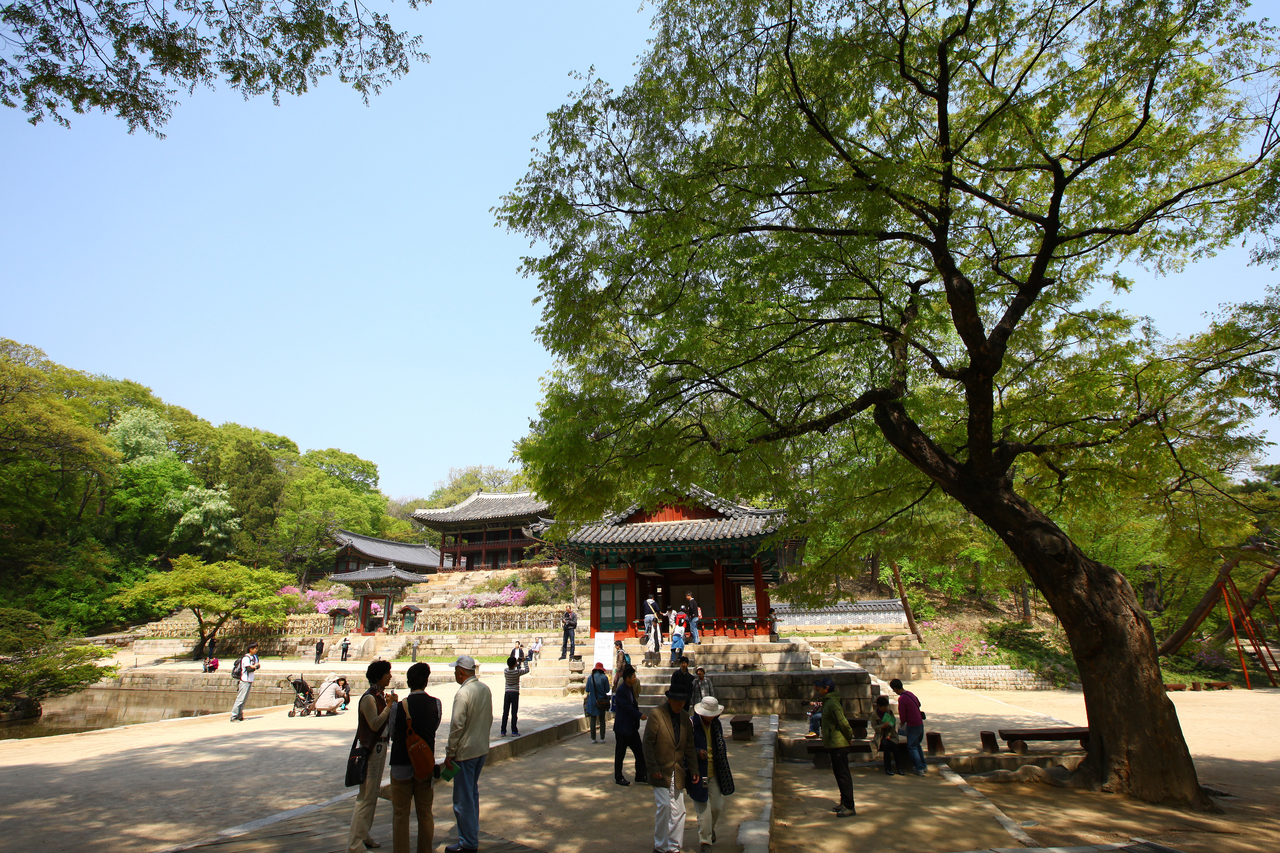 창덕궁 봄