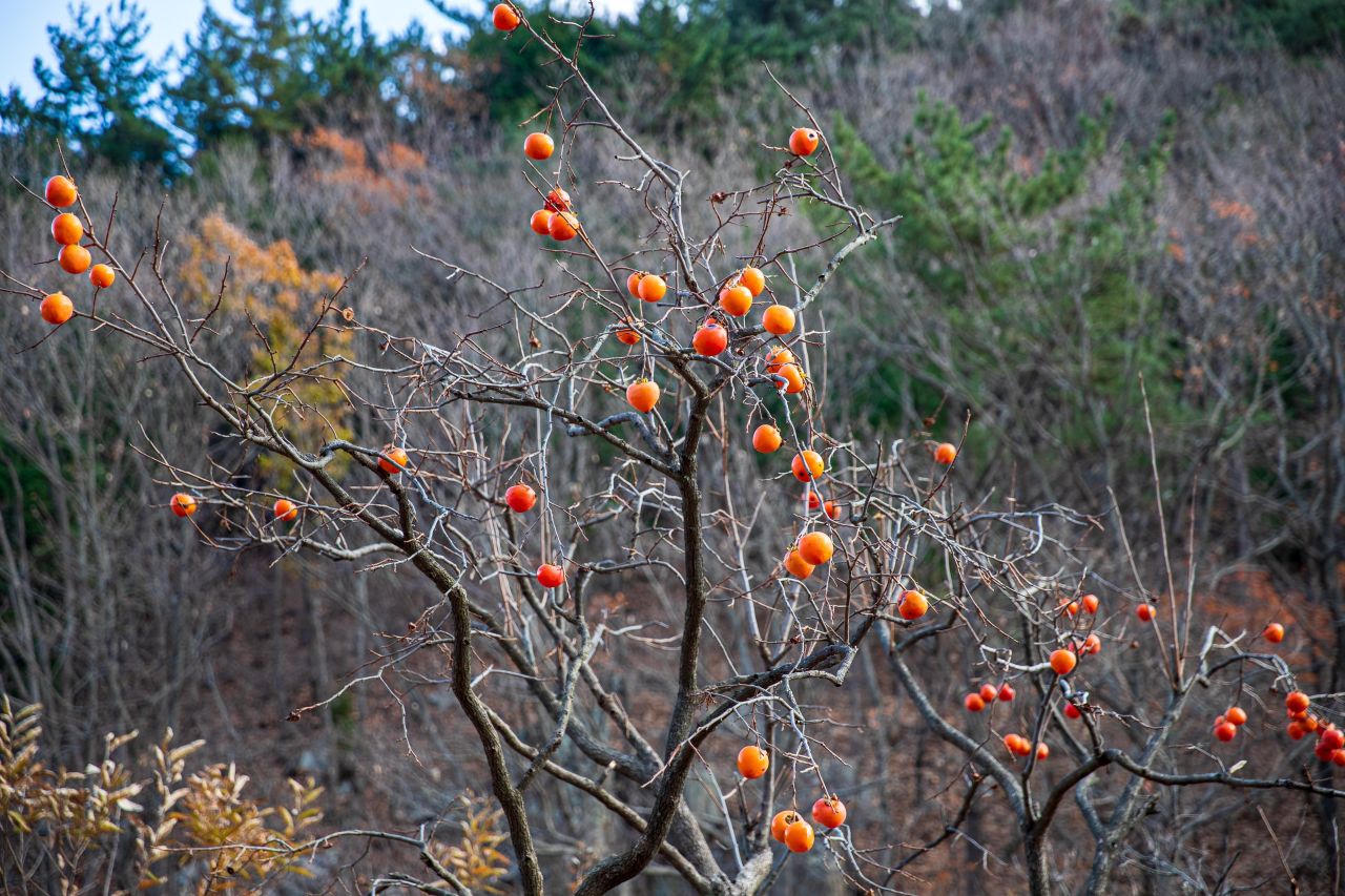 울산수목원