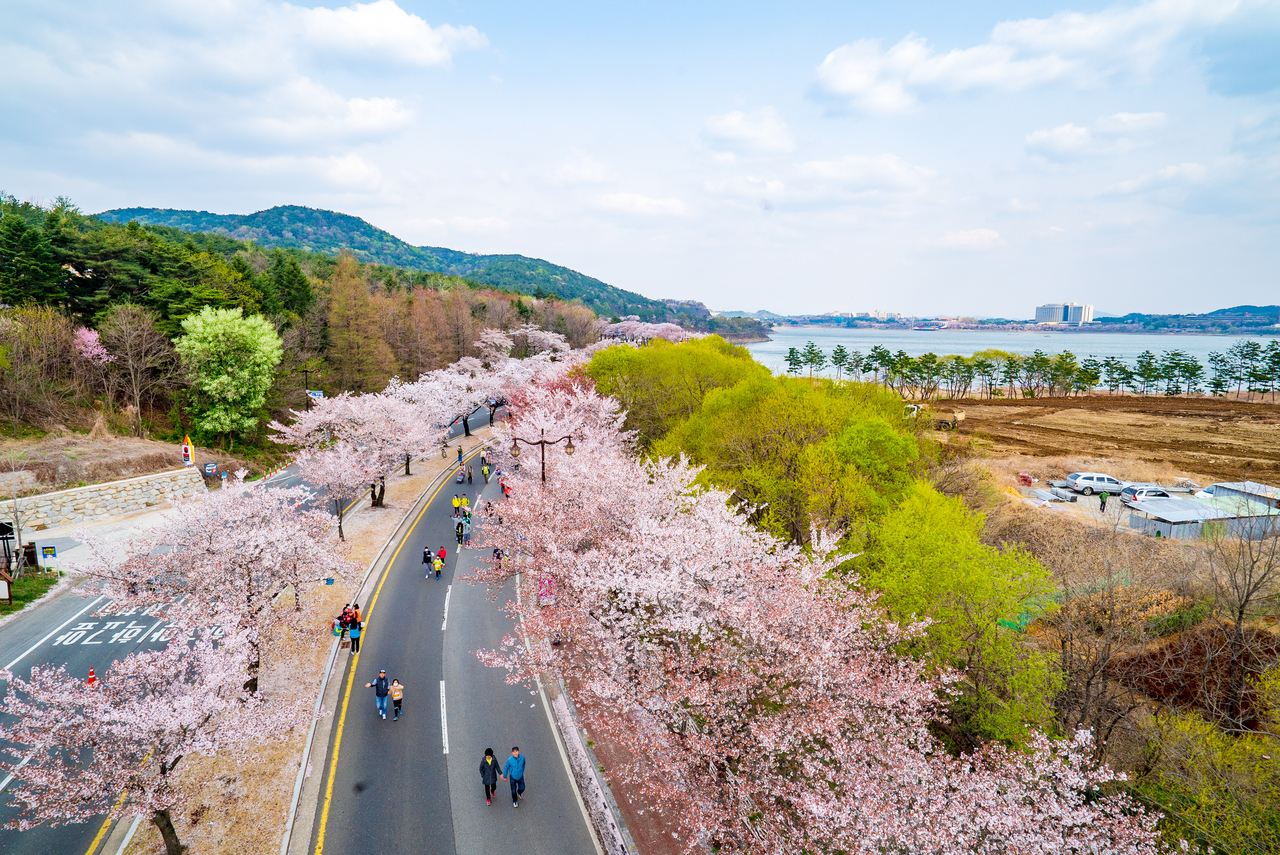 경주벚꽃마라톤대회