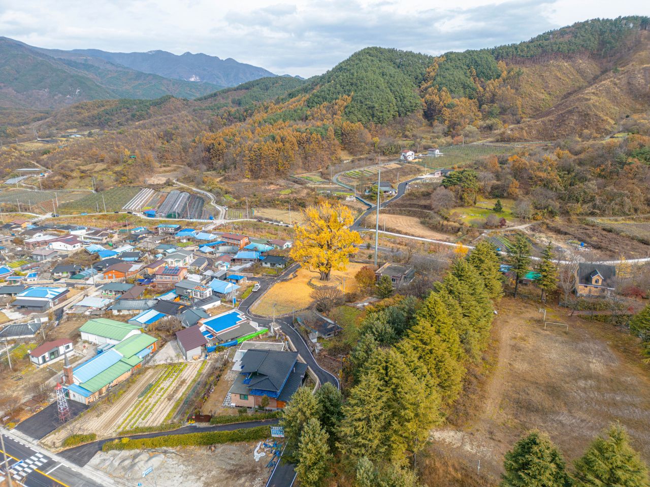 함양 운곡리 은행나무