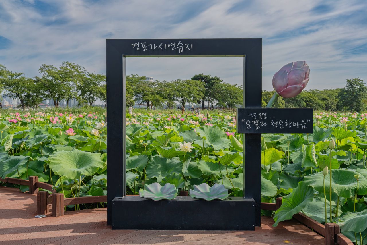 경포가시연습지