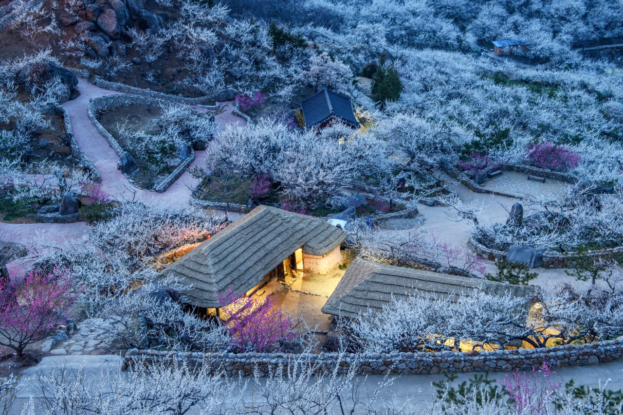 매화마을의 밤