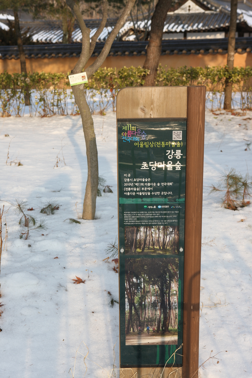 초당마을 숲