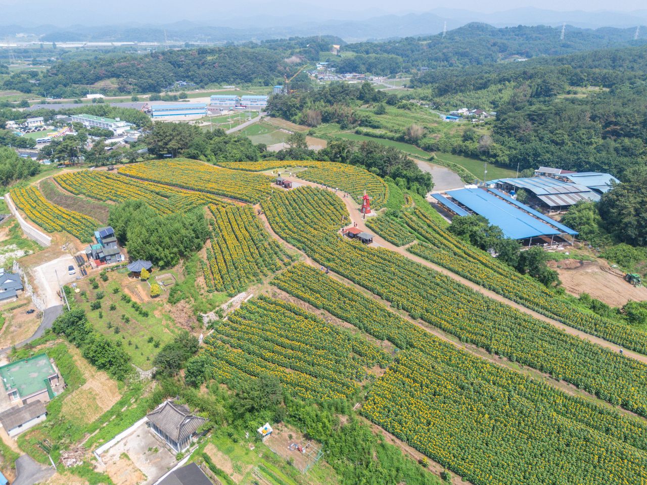 강주 해바라기 마을