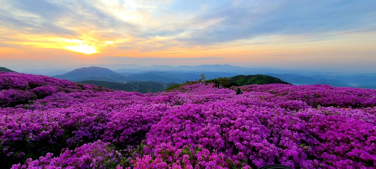 황매산철쭉
