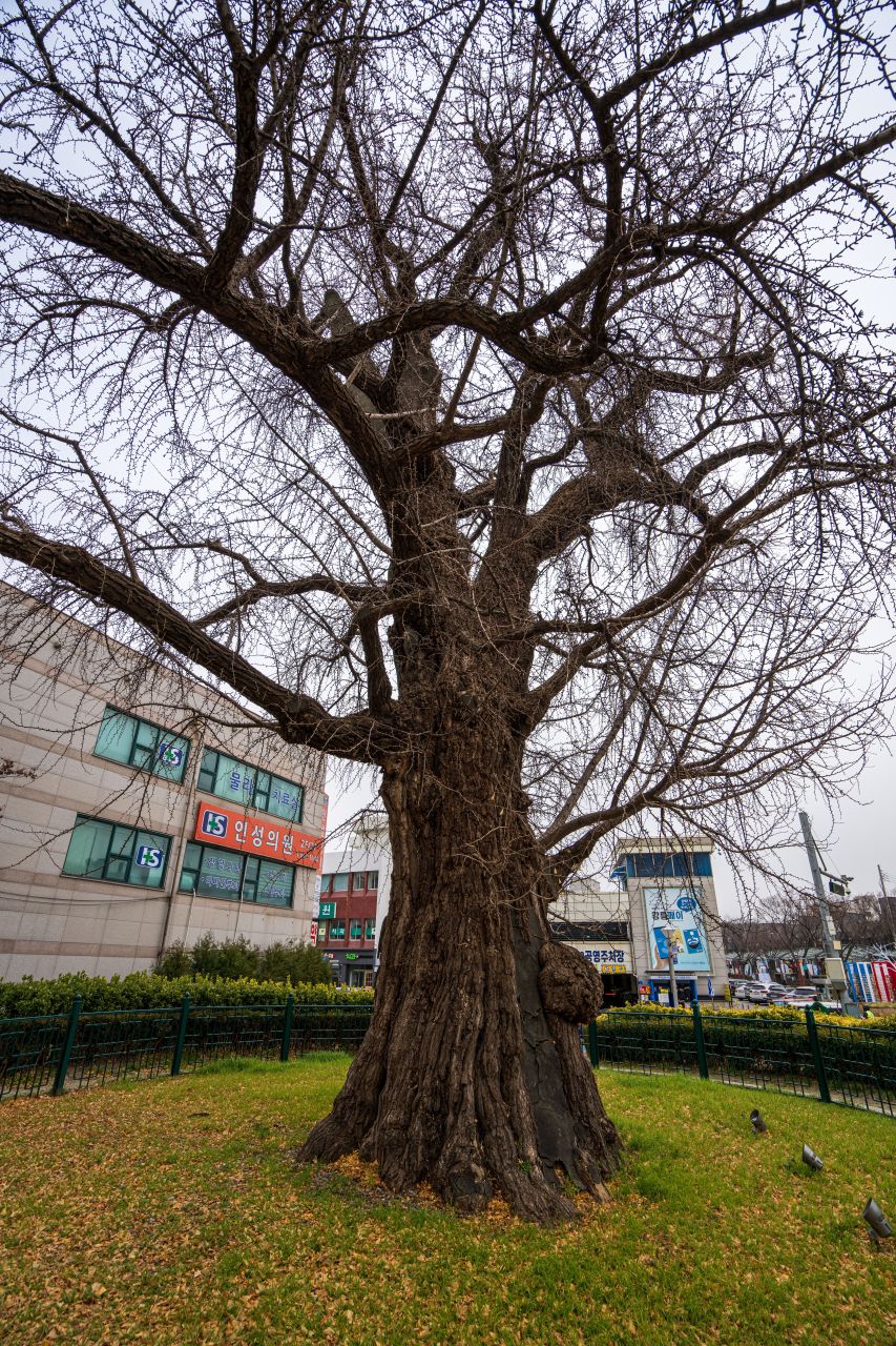 옥천동 은행나무 공원
