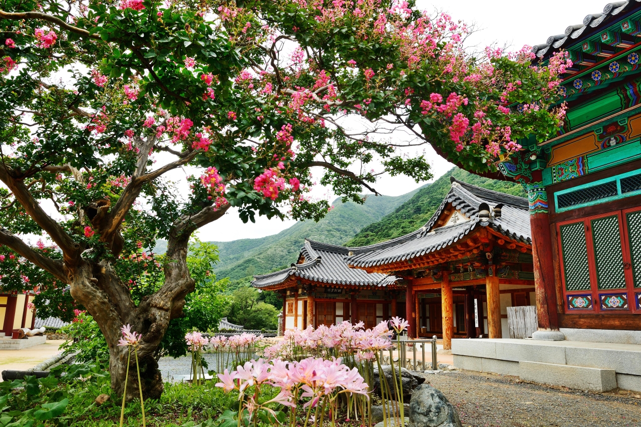 상사화와 배롱나무