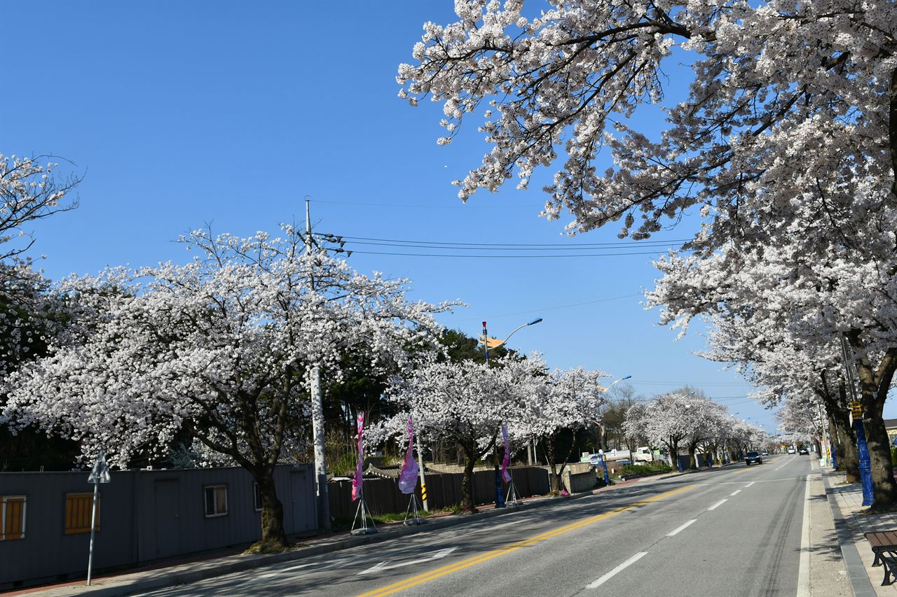 삼척 벚꽃