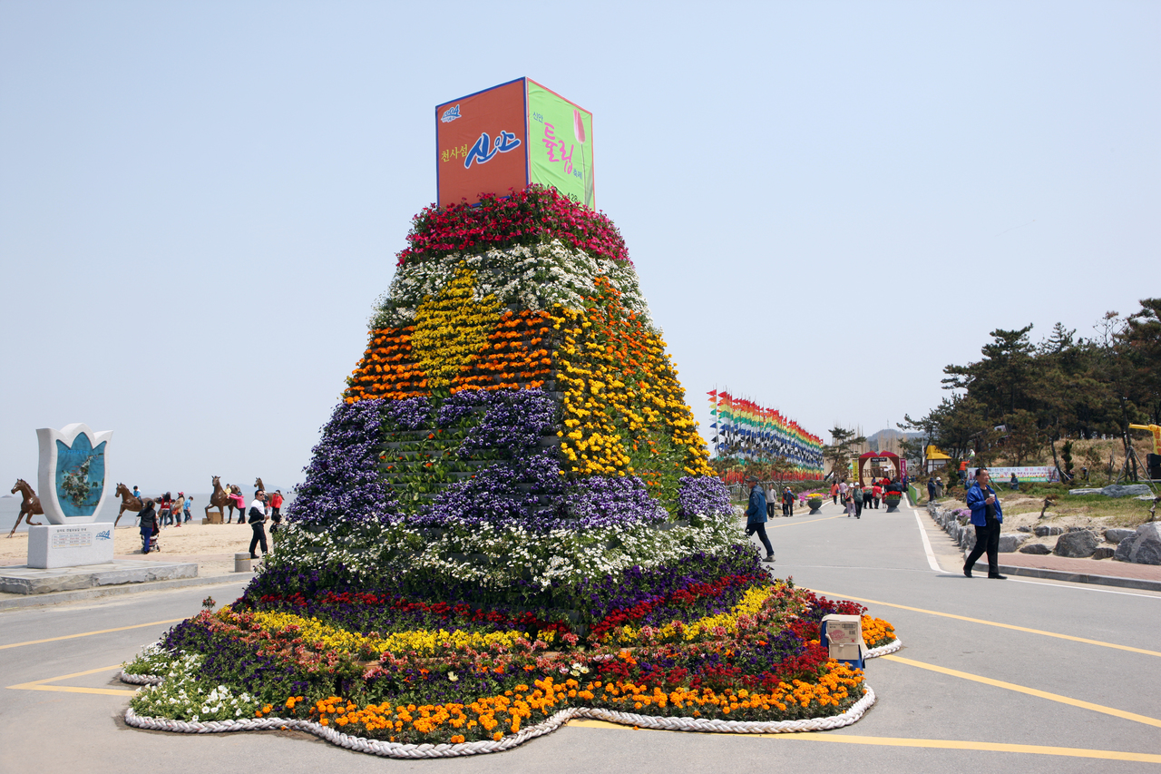 신안튤립축제