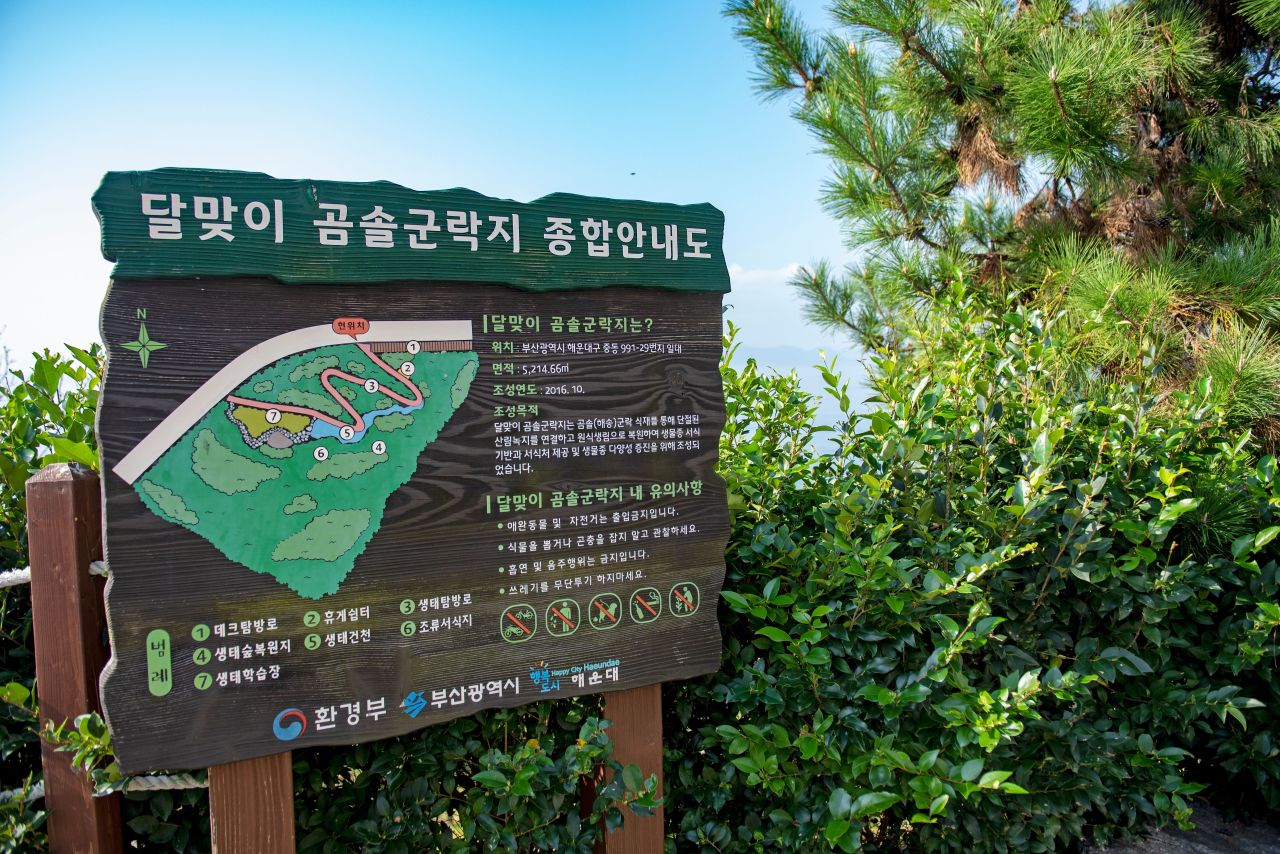 곰솔군락지