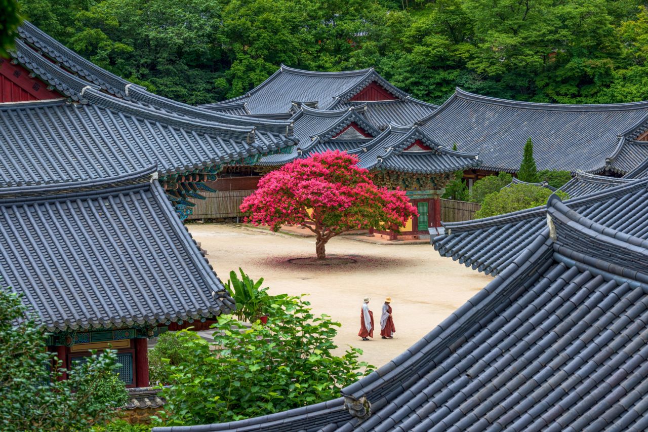 송광사의 홍일점