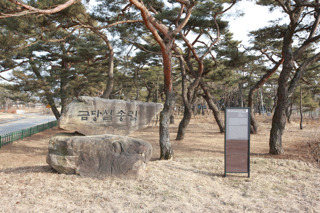금당실 송림