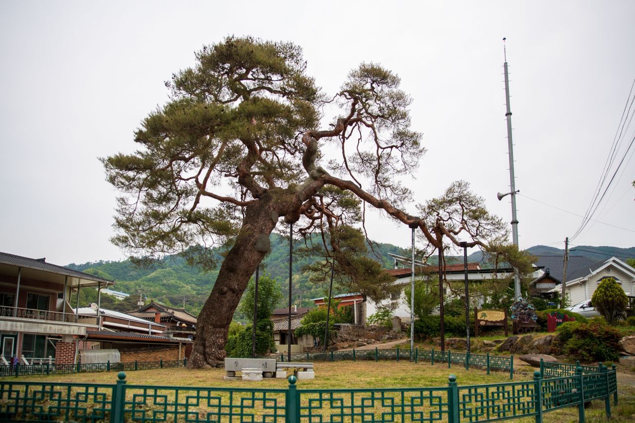 거창 당산리 당송