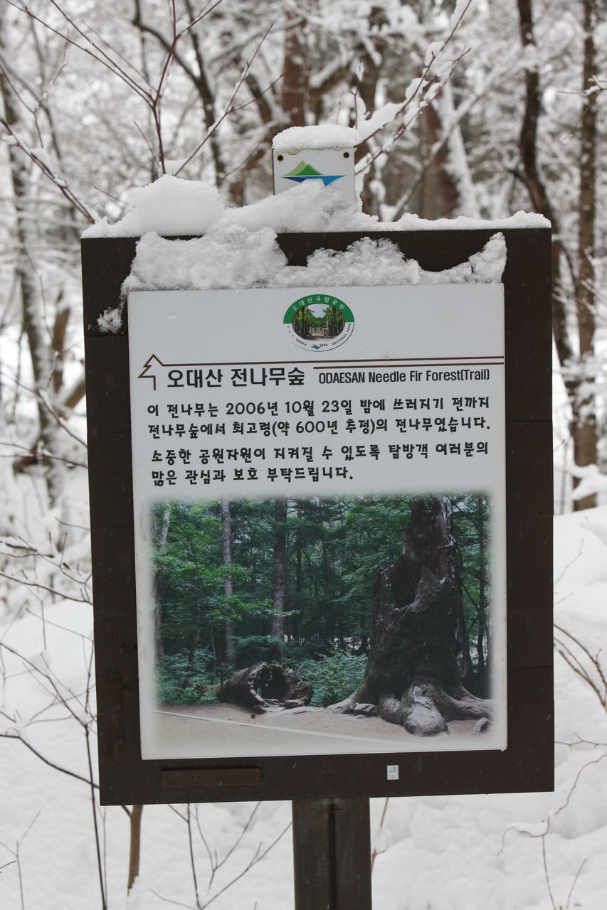 오대산 전나무숲