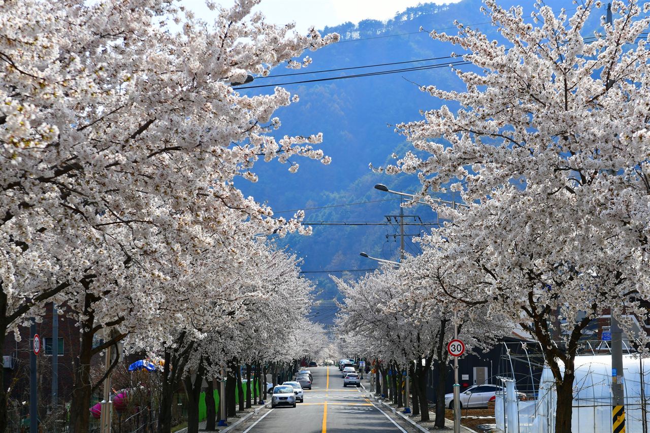 인제 벚꽃