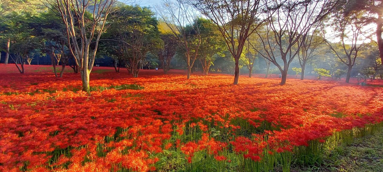 붉은 융단